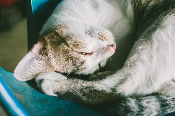 Plastik sandalye üzerinde uyuyan kedi