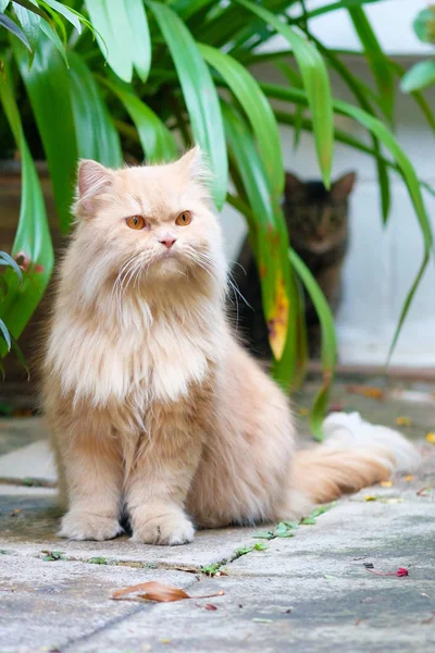 Brown persian cat sitting on concrete floor — Stock Photo, Image