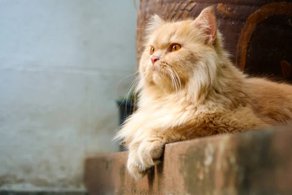 Gatto persiano marrone seduto sul pavimento di cemento — Foto Stock