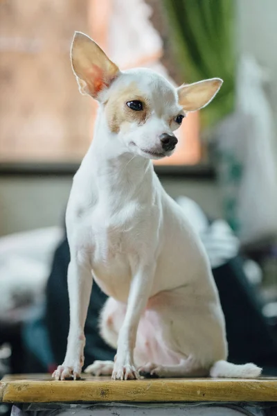 Beyaz üzgün chihuahua köpek iskemlede