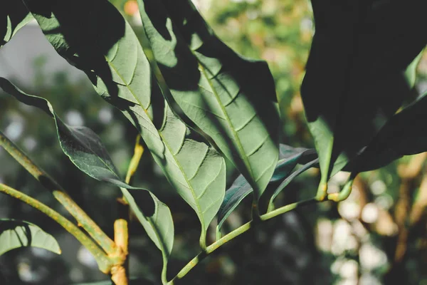 güneş ışığı yeşil yaprak