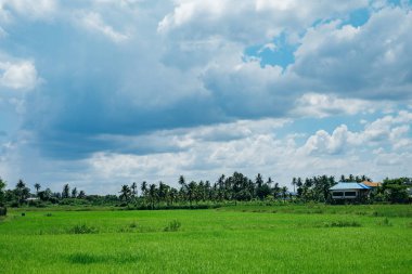 Yeşil pirinç alan bulutlu mavi gökyüzü ile