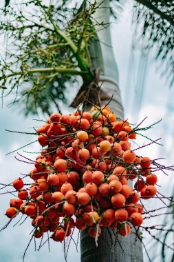 Tilki kuyruğu palmiye ağacı bahçede