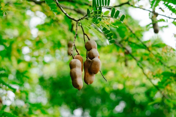 Tamarind di pohon Stok Gambar Bebas Royalti