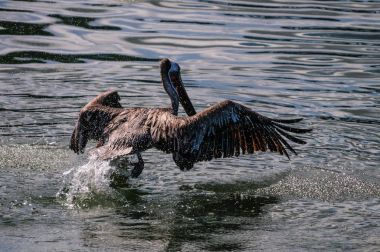 Pelican landing on Water clipart