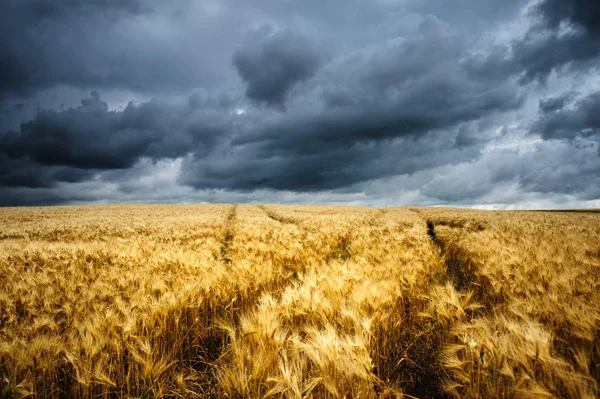 Wavy Wheat Fields — Stock Photo, Image