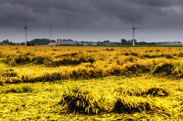 Summer Storm over Friesland — Stock Photo, Image