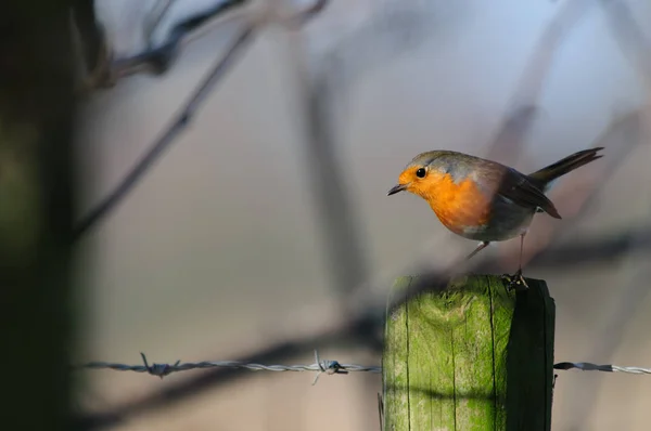 Europees roodborstje - Erithacus rubecula — Stockfoto