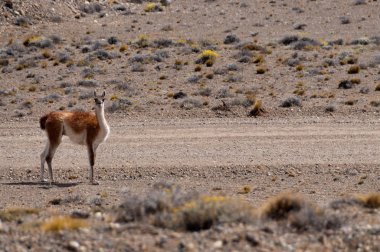 Yol kenarında çok Arjantin