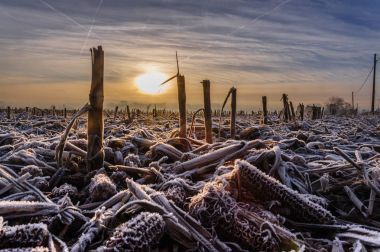 Sabah erken frost