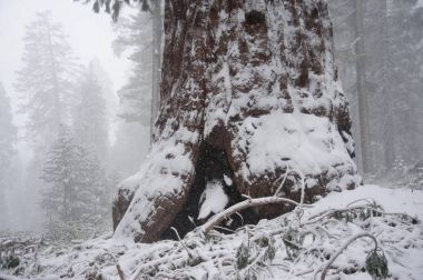 Karla kaplı SEQUOIAS