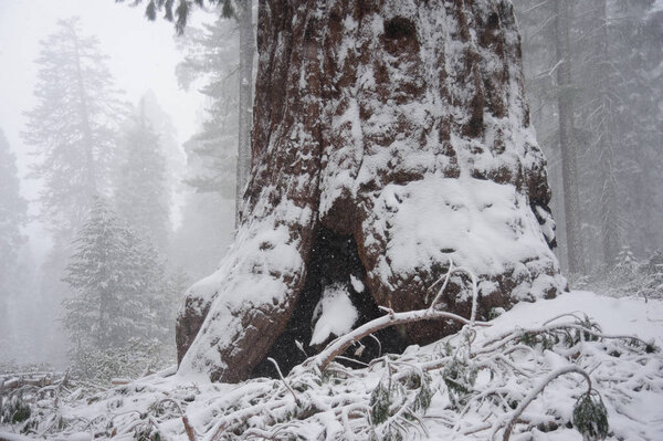 Sequoias covered in Snow
