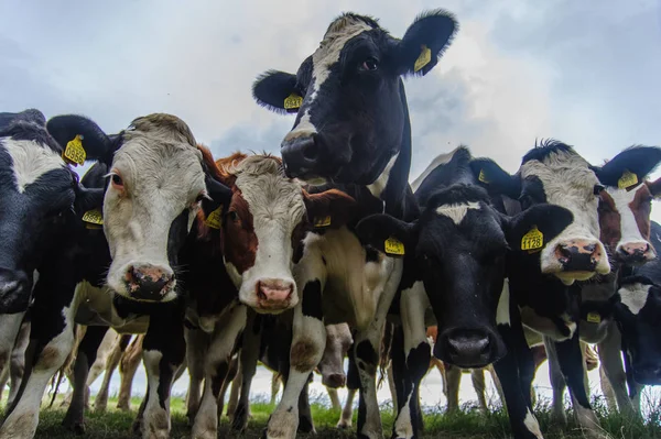 Περίεργος βοοειδή στην Friesland — Φωτογραφία Αρχείου