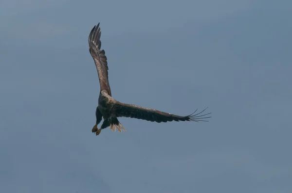 Águila marina en vuelo — Foto de Stock