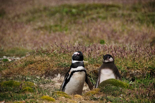 Dva tučňáků magellanských na kostru Island — Stock fotografie