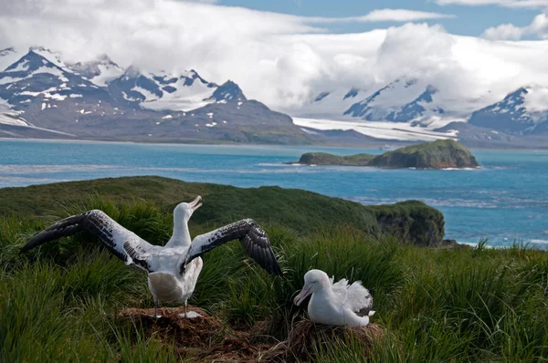 Wanderalbatros-Paar — Stockfoto