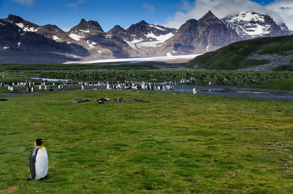 King Penguins en las llanuras de Salisbury — Foto de Stock