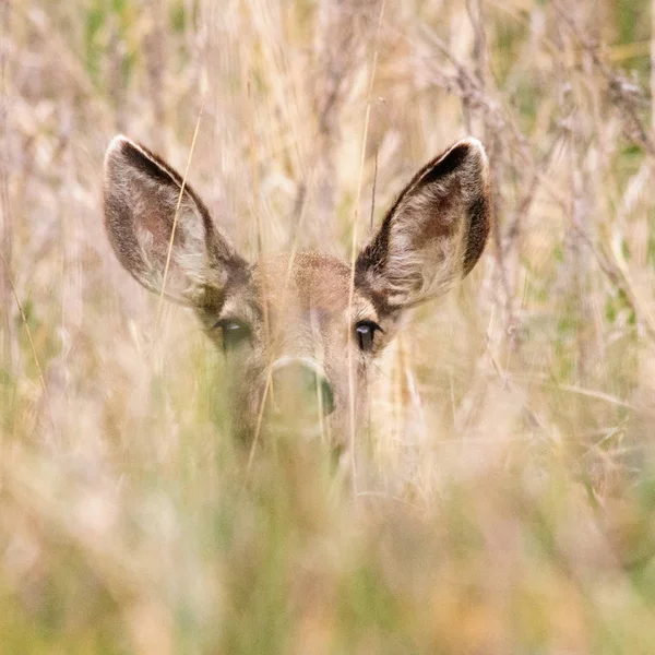 Veado Calf im Yosemite National Park — Fotografia de Stock