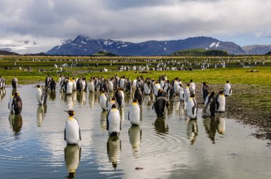 King Penguins on Salisbury plains clipart