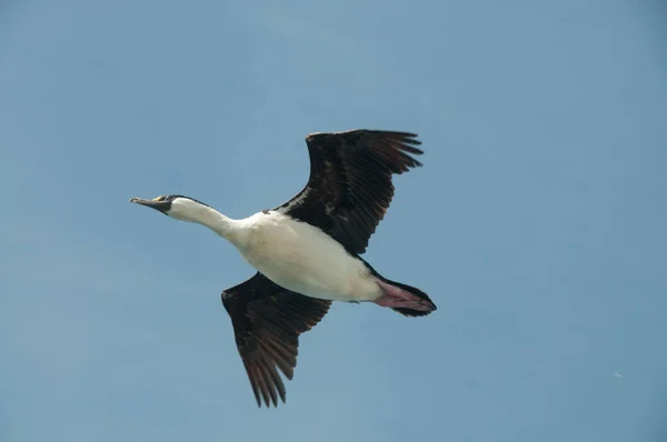 South Georgian Imperial Shags — Stock Photo, Image