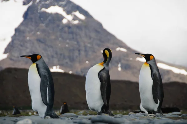 Salisbury ovada Kral penguenler — Stok fotoğraf