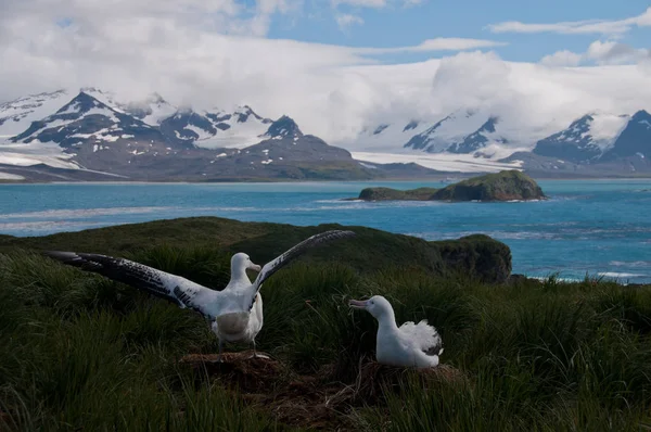 Wanderalbatros-Paar hebt Flügel. — Stockfoto