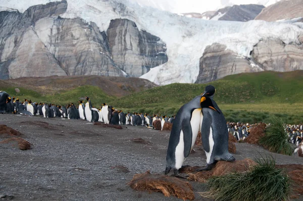 Kral penguenler altın liman — Stok fotoğraf