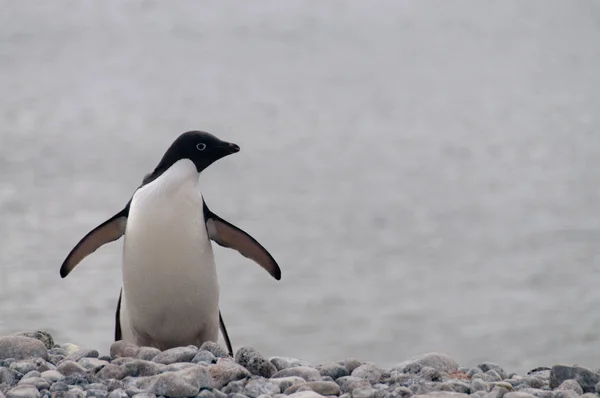 Adelie pinguine auf paulet island — Stockfoto