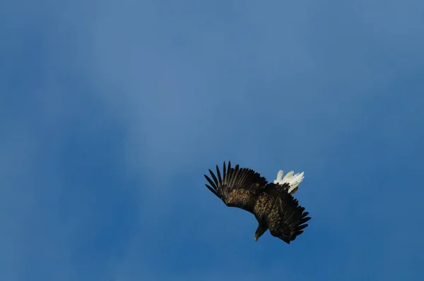 Águila marina en vuelo — Foto de Stock