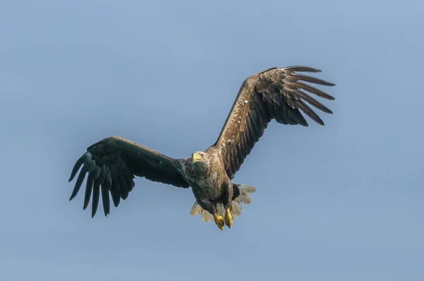 Águila marina en vuelo — Foto de Stock