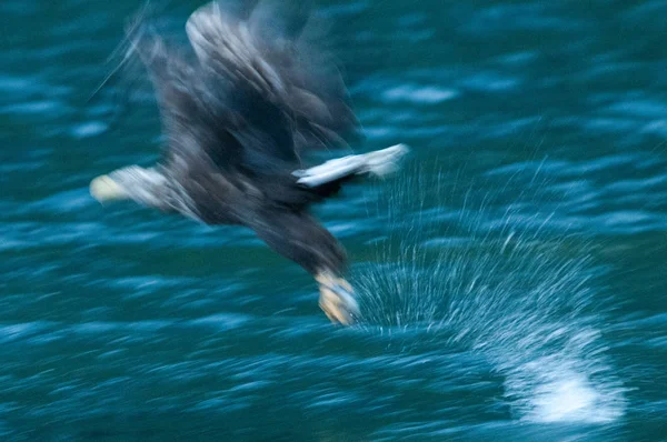 Sea Eagle catching a fish — Stock Photo, Image