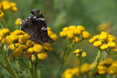 Scarlet Pauw veya Anartia Amathea