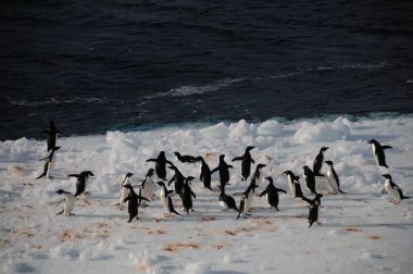 Adelie Penguins on an ice shelf in the Weddell Sea clipart