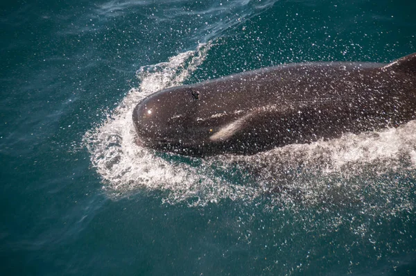 Uzun kanatlı pilot balina — Stok fotoğraf