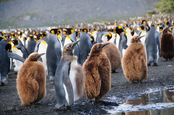 Королівські пінгвіни на золото гавані — стокове фото