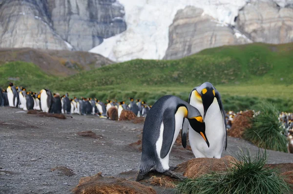 King Penguins en Gold Harbour — Foto de Stock