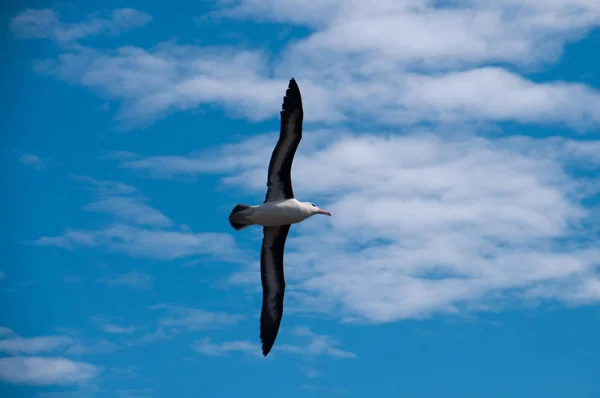 Black-Browed Albatross на острове Уэстпойнт — стоковое фото