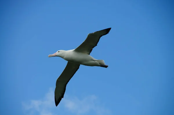 Albatros stěhovavý v letu — Stock fotografie