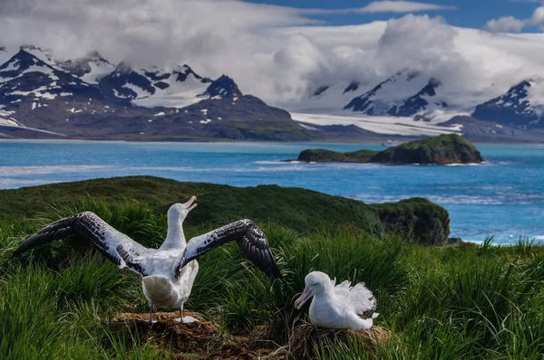 Albatros errants Couple élevant des ailes . — Photo