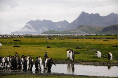 Salisbury ovada Kral penguenler