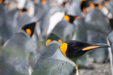 Salisbury ovada Kral penguenler