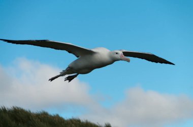 göçebe Albatros uçuş