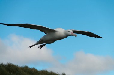 Wandering Albatross in Flight clipart