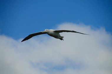 Wandering Albatross in Flight clipart
