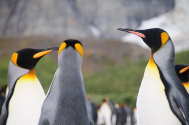 Kral penguenler altın liman