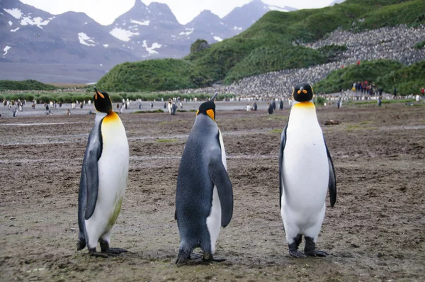 King Penguins en las llanuras de Salisbury —  Fotos de Stock