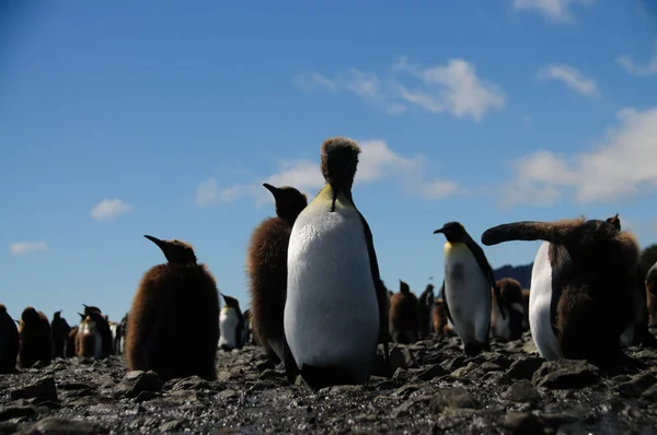 ソールズベリー平原のキング ペンギン — ストック写真