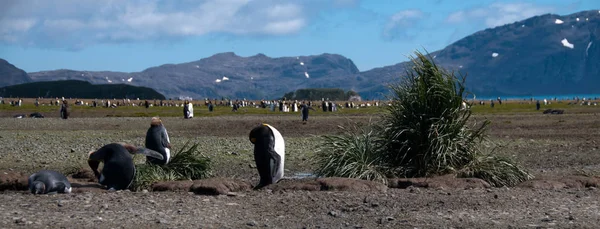 索尔兹伯里平原上的国王企鹅 — 图库照片