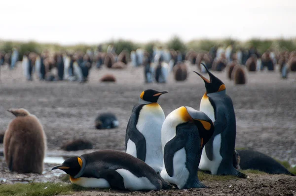 Kung pingviner på Salisbury plains — Stockfoto