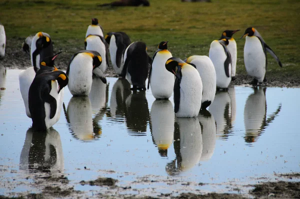 Koning Penguins op de Salisbury plains — Stockfoto